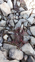 Epilobium brunnescens