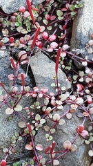 Epilobium brunnescens