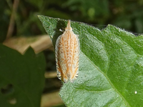 Lophops zebra · iNaturalist United Kingdom