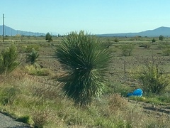 Yucca elata