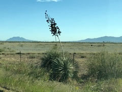 Yucca elata