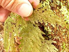 Hymenophyllum frankliniae