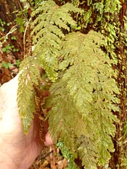 Hymenophyllum frankliniae