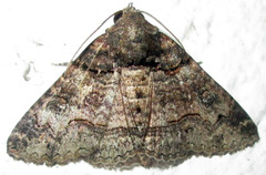 Pericyma atrifusa
