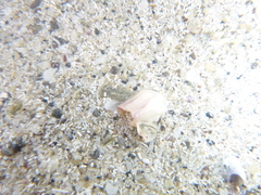 Notomegabalanus decorus