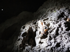 Hemidactylus angulatus