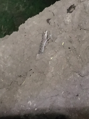 Hemidactylus angulatus