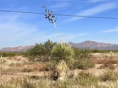 Yucca elata