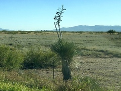 Yucca elata