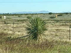 Yucca elata