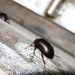 Amarygmus rimosus - Photo (c) Thomas Mesaglio, some rights reserved (CC BY), uploaded by Thomas Mesaglio