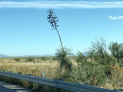 Yucca elata