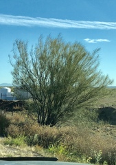 Parkinsonia aculeata