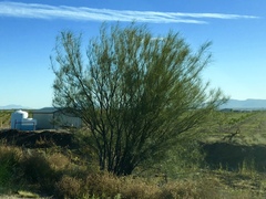 Parkinsonia aculeata