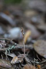 Danhatchia australis