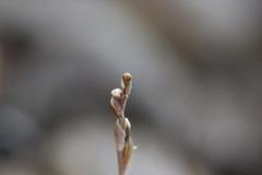 Danhatchia australis