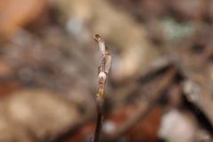 Danhatchia australis