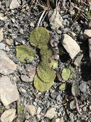 Brachyglottis lagopus