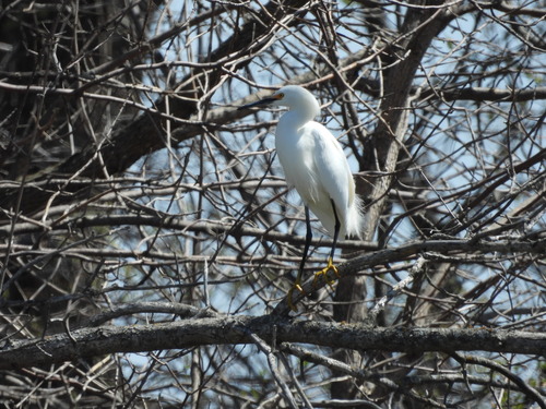 Snowy Egret photographed in Minnesota