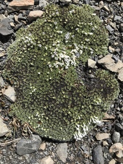 Veronica pulvinaris