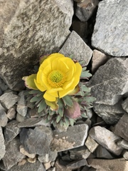 Ranunculus haastii