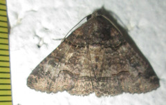 Pericyma atrifusa