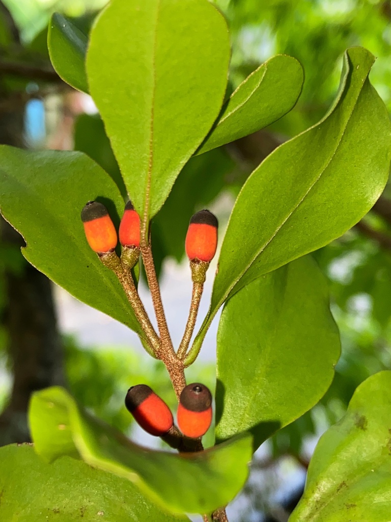 Dendropemon sintenisii