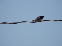 Tachycineta bicolor image