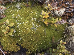 Phyllachne colensoi (Phyllachne colensoi)