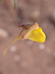 Kickxia heterophylla image