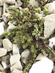 Veronica haastii