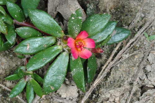 Portulaca amilis