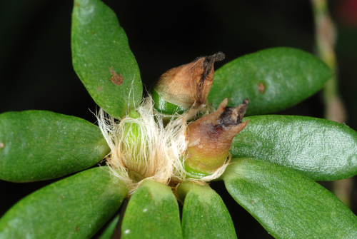 Portulaca amilis