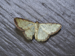 Idaea craspedota