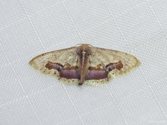 Idaea egenaria
