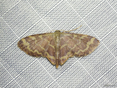 Lophophleps phoenicoptera