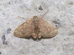 Lophophleps phoenicoptera