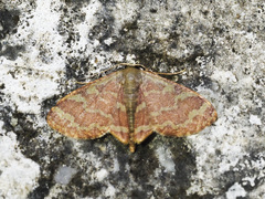 Lophophleps phoenicoptera