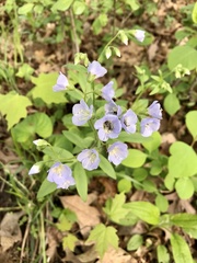Jacob's ladder