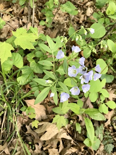 Polemonium reptans