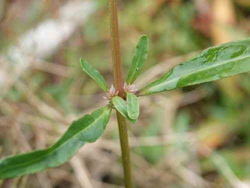 Alternanthera nahui (Alternanthera nahui)