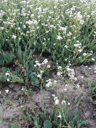 Image of Lepidium cartilagineum by no rights reserved