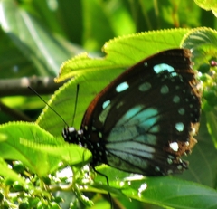 Charaxes wakefieldi