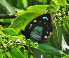 Charaxes wakefieldi