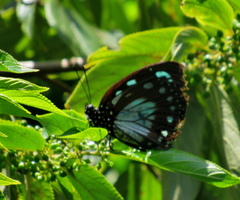 Charaxes wakefieldi