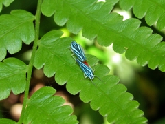 Poecilocarda cosmopolita