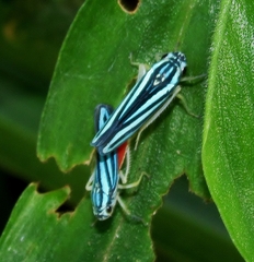 Poecilocarda cosmopolita