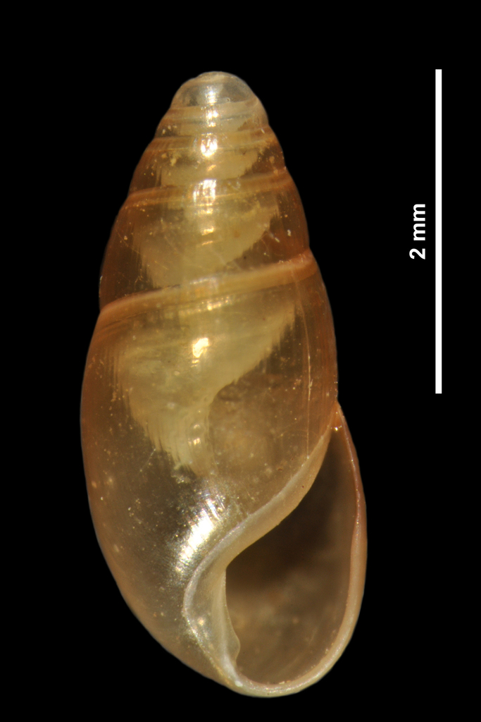 Cryptazeca monodonta