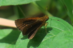 Iambrix salsala salsala