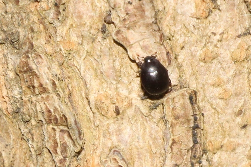 Dendrophilus pygmaeus